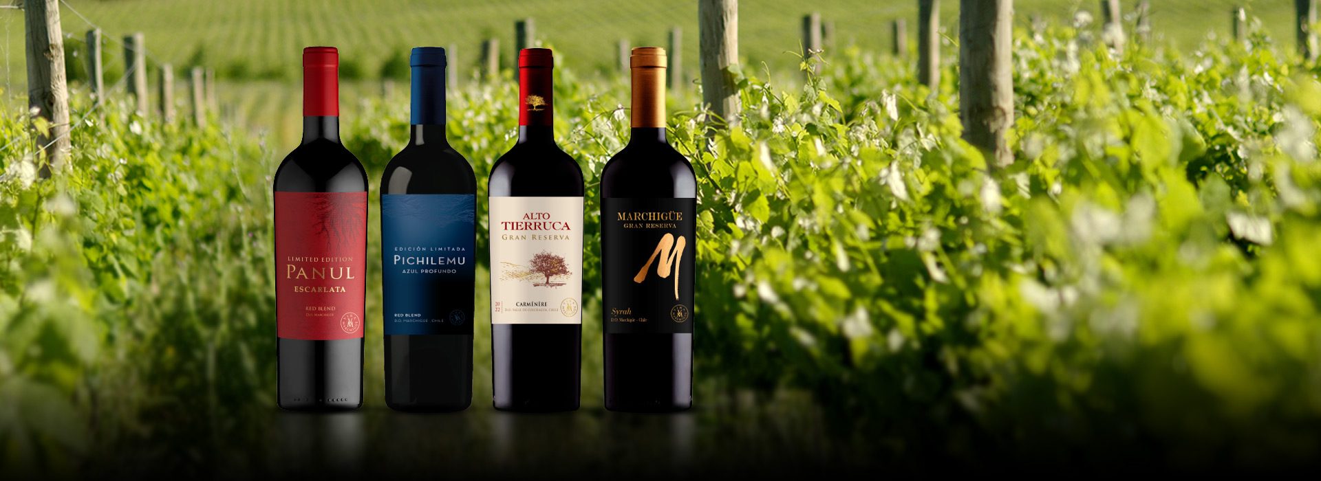 VINOSELECCION Tienda -VINOSELECCION Tienda 574